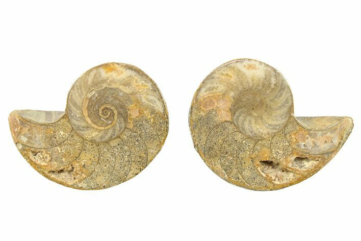 Jurassic Cut & Polished Nautilus (Cymatoceras) Fossil -Madagascar #282748